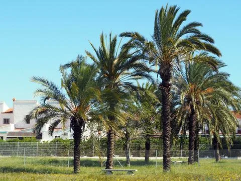 Decorative date palms Foto stock