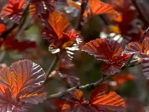 Decorative Deciduous Shrub With Bright Red Leaves in Garden Setting During .. Stock Photos