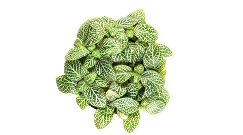 Decorative Design with Leaves. Video stock 58942079