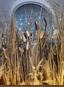Decorative display of dried pampas grass and bunny tails in a modern interi.. Fotos de archivo