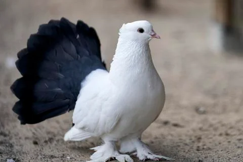Decorative dove Foto stock