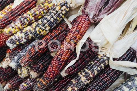 Decorative dried corn stalks at market Stock Photos