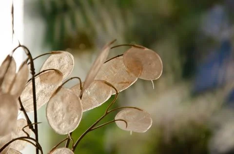 Decorative dry branches in the interior on blurred background. Stock Photos