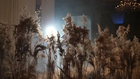 Decorative dry pampas grass in backlight Vidéo 238810298