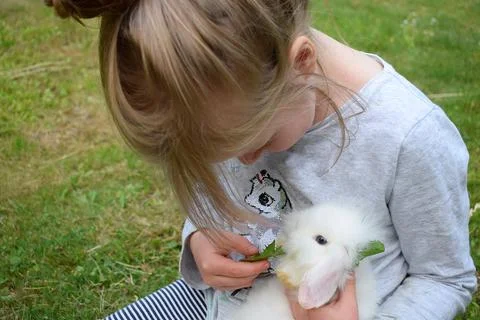 Decorative dwarf rabbit in the arms. Stock Photos