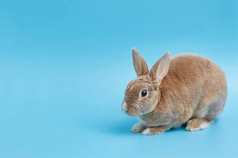 Decorative dwarf rex rabbit on a blue background. Easter banner with copy space. Stock Photos