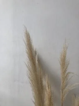 Decorative ears on a white background. Foto stock