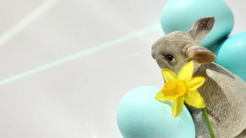 Decorative Easter bunny and pastel blue eggs and yellow daffodil flower. Stock Footage 330235737