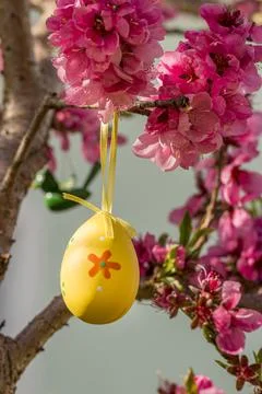 Decorative Easter egg hanging on flowering cherry tree with pink flowers. Stock Photos