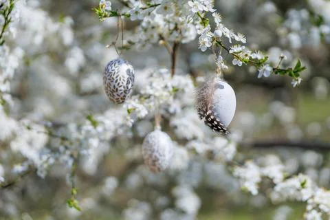 Decorative Easter eggs with feather on spring blooming tree Stock Photos