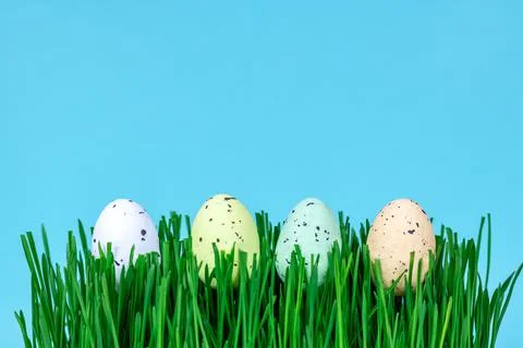Decorative Easter eggs on green grass close-up. Place for text. Stock Photos