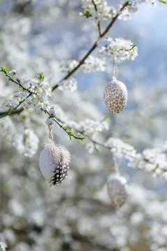 Decorative Easter eggs hanging from flowering spring tree Stock Photos