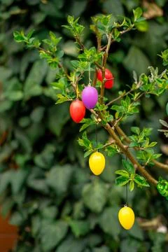 Decorative Easter Eggs Hanging on Green Garden Shrub Stock Photos