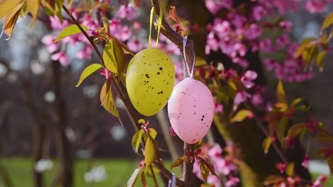 Decorative Easter eggs hanging on sakura Stock Footage 105423427