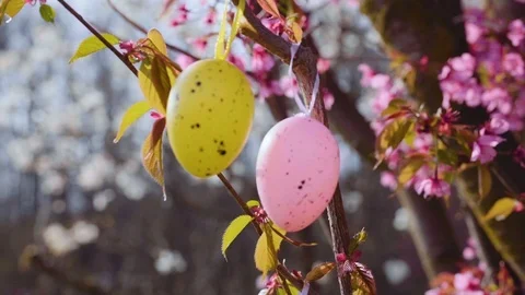 Decorative Easter eggs hanging on sakura Stock Footage 105452725