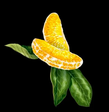 Decorative Element with orange citrus fruit tree slice and leaves. Juicy colo Stock Illustration