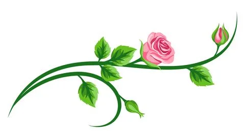 Decorative element with roses. Beautiful realistic flowers, buds and leaves. Stock Illustration