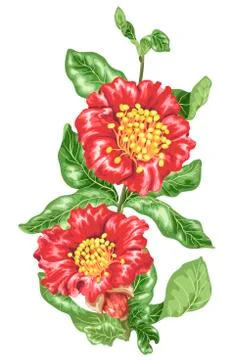 Decorative element in vector of pomegranate blooming flowers Stock Illustration