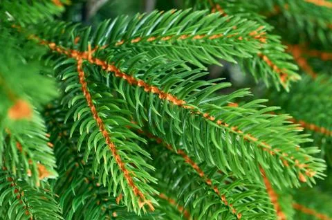 Decorative evergreen christmas tree branch with needles closeup, traditional Stock Photos