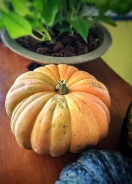 Decorative Fall Pumpkin Display Fotos de archivo