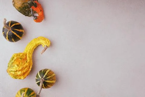 Decorative fall squash arrangement with copy space Stock Photos