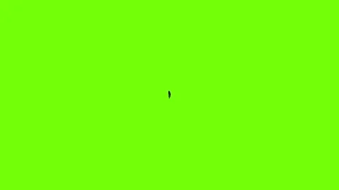 Decorative feather icon animation Stock Footage 158333148