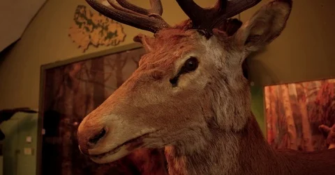 Decorative feature - stuffed deer head on red brick wall 動画素材 79959321