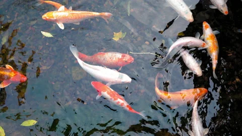 Decorative fish float in an artificial pond. Amazing Koi carp fish, Iconic Stock Footage 143562595