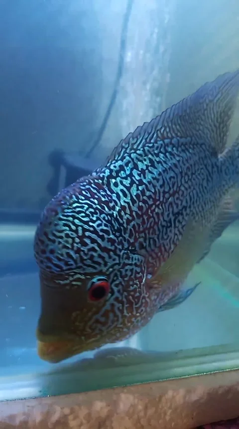 Decorative fish Video stock 204290634