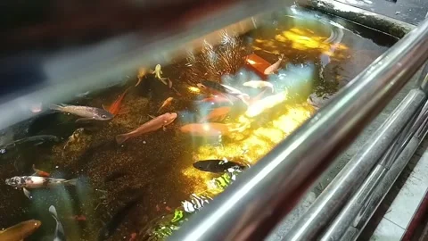 Decorative fish Stock Footage 238559305