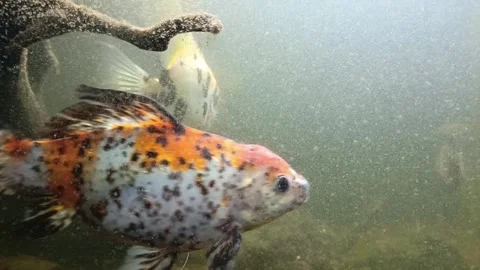 Decorative fish Stock Footage 274160680