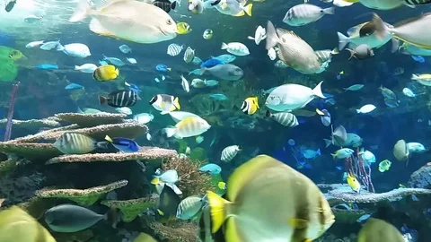Decorative fish in large quantities Stock Footage