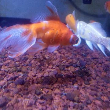 Decorative fish Stock Photos