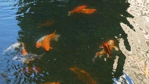 Decorative fish in a pond Stock Footage 126936291