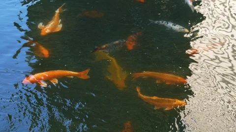 Decorative fish in a pond Stock Footage 126937595