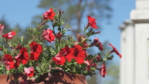 Decorative flower beds in the park Stock Footage 157986887