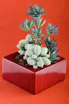 Decorative flower Foto stock