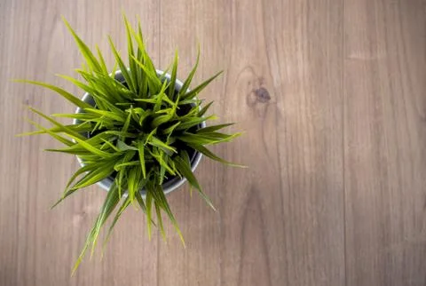 Decorative flower Stock Photos