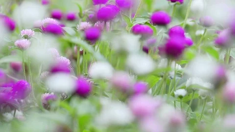 Decorative flowers background Stock Footage 93779694