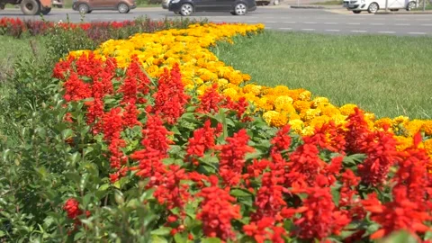 Decorative Flowers in the City Stock Footage 134284910