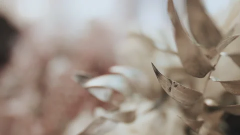 Decorative flowers close up. floristics Stock Footage 138122254