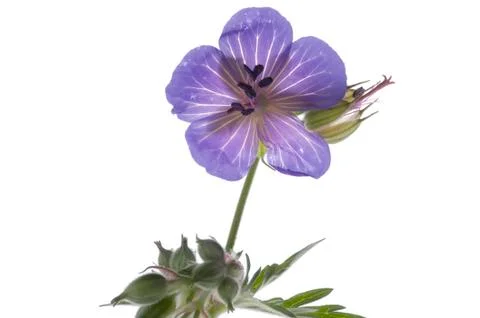 Decorative flowers macro Stock Photos