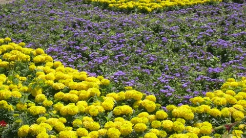 Decorative flowers in the Park Stock Footage 134285082