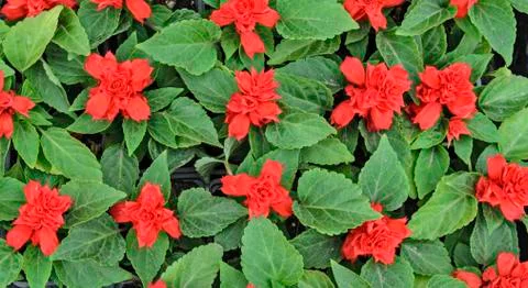Decorative flowers Stock Photos