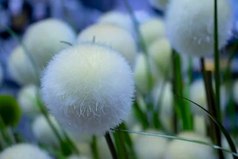 Decorative flowers. Stock Photos