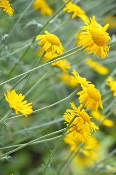 Decorative flowers Foto stock