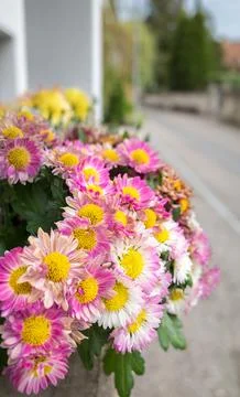 Decorative flowers Stock Photos