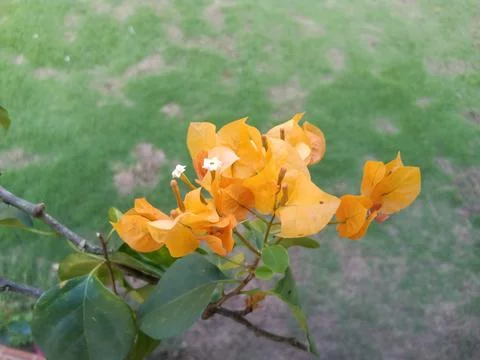 Decorative flowers 스톡 사진