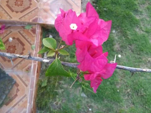 Decorative flowers 스톡 사진