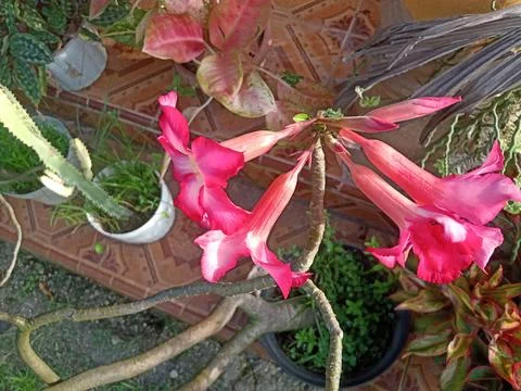 Decorative flowers 스톡 사진